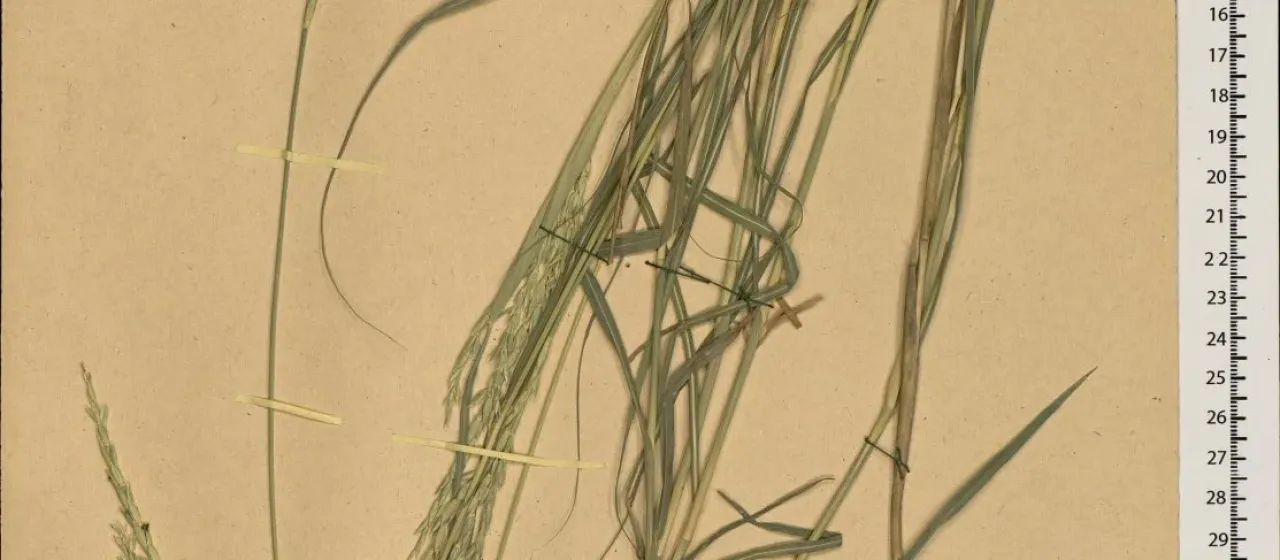 Phacelurus speciosus