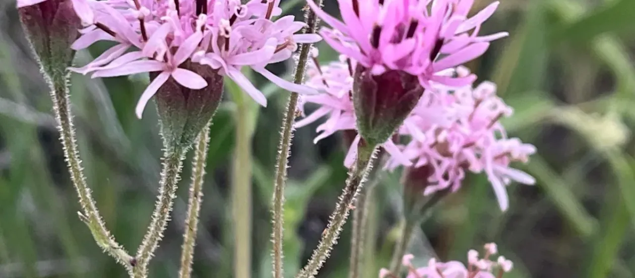 Palafoxia rosea