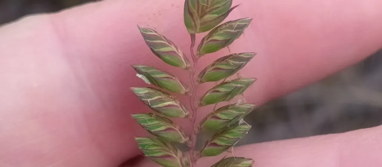 Plagiochloa