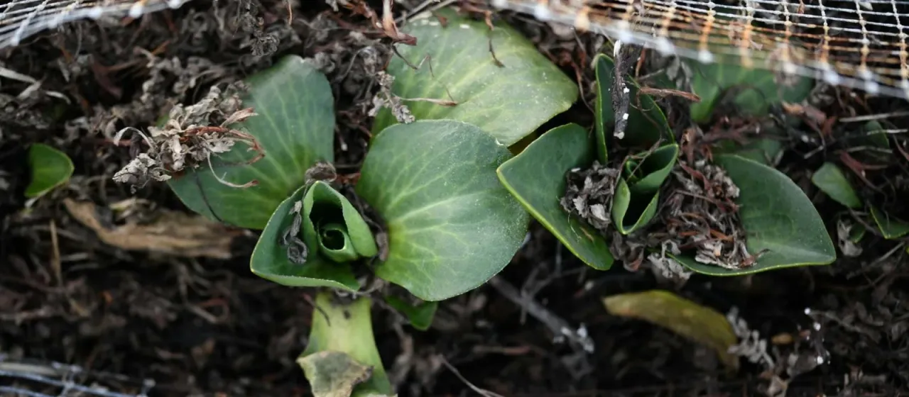 Kerguelen cabbage