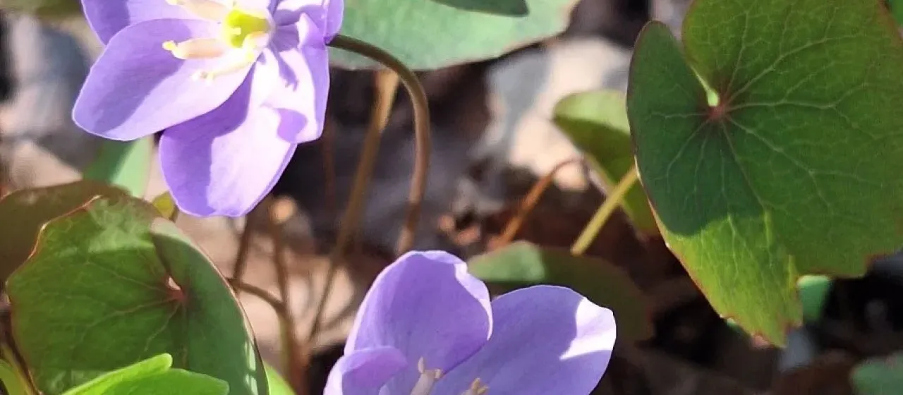 Jeffersonia dubia