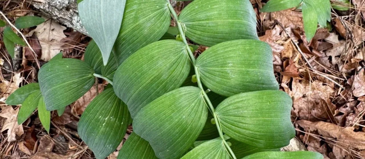 Great Solomon's seal