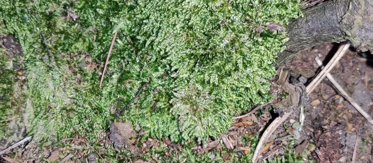 Plagiothecium curvifolium