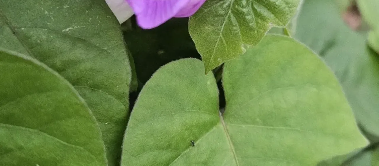 Pharbitis