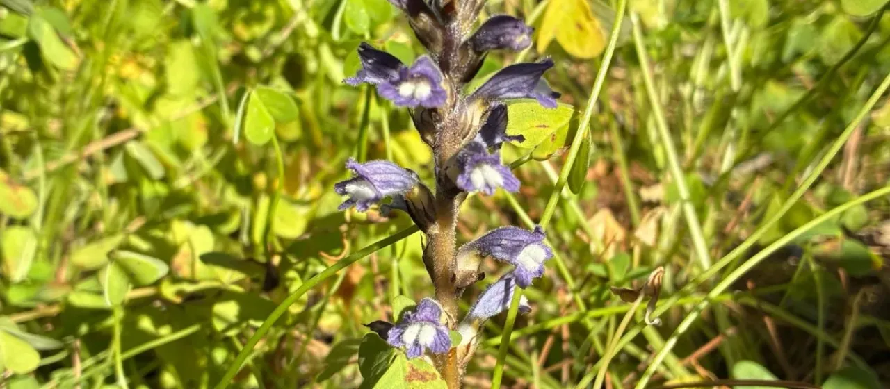 Phelipanche