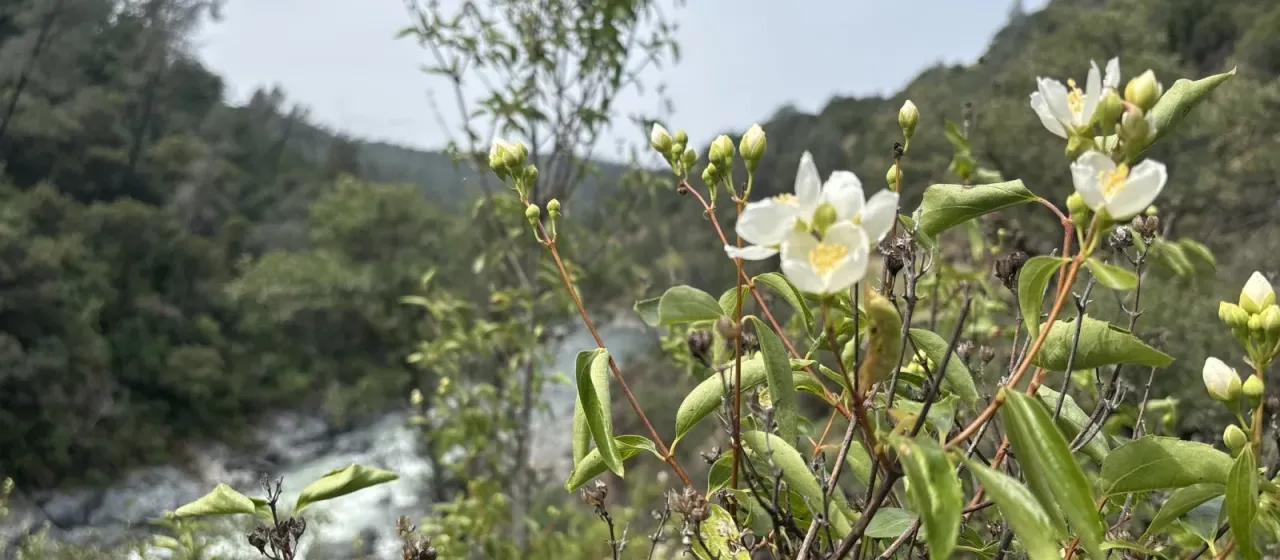 Lewis's mock orange