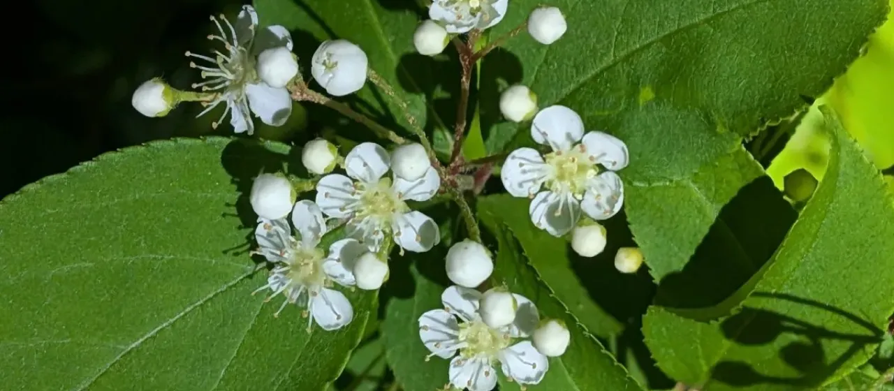 Pourthiaea villosa