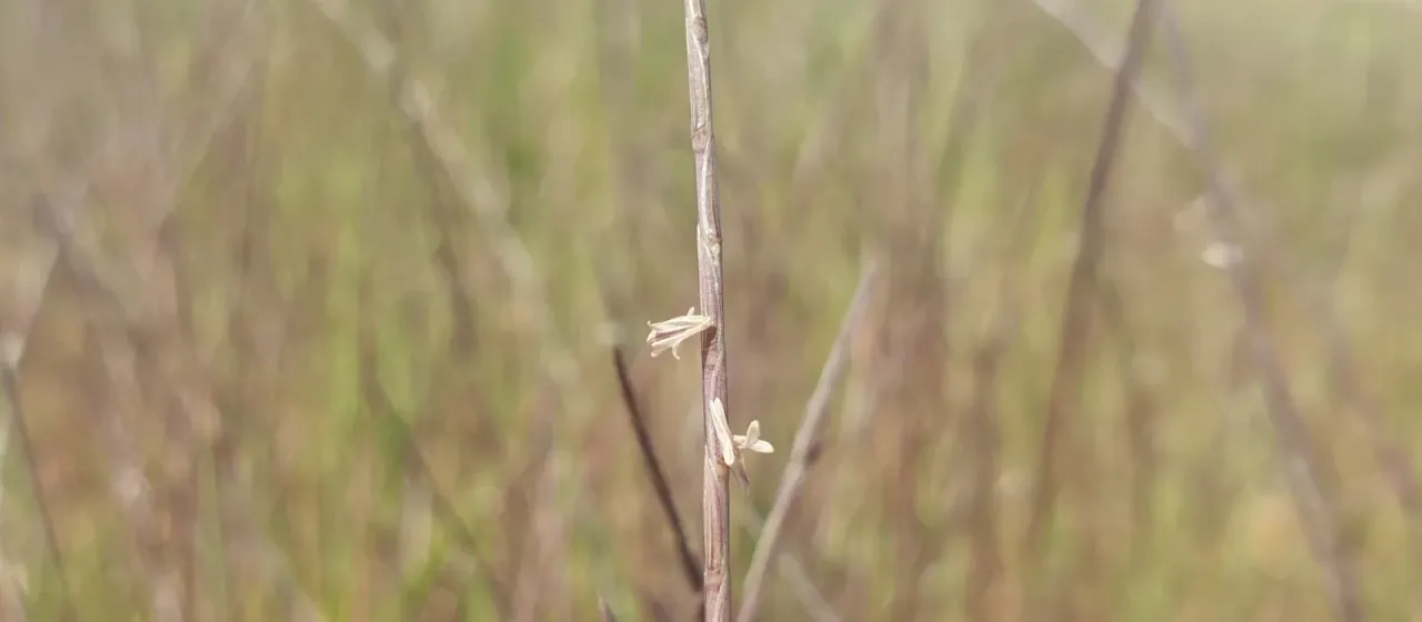 Parapholis filiformis
