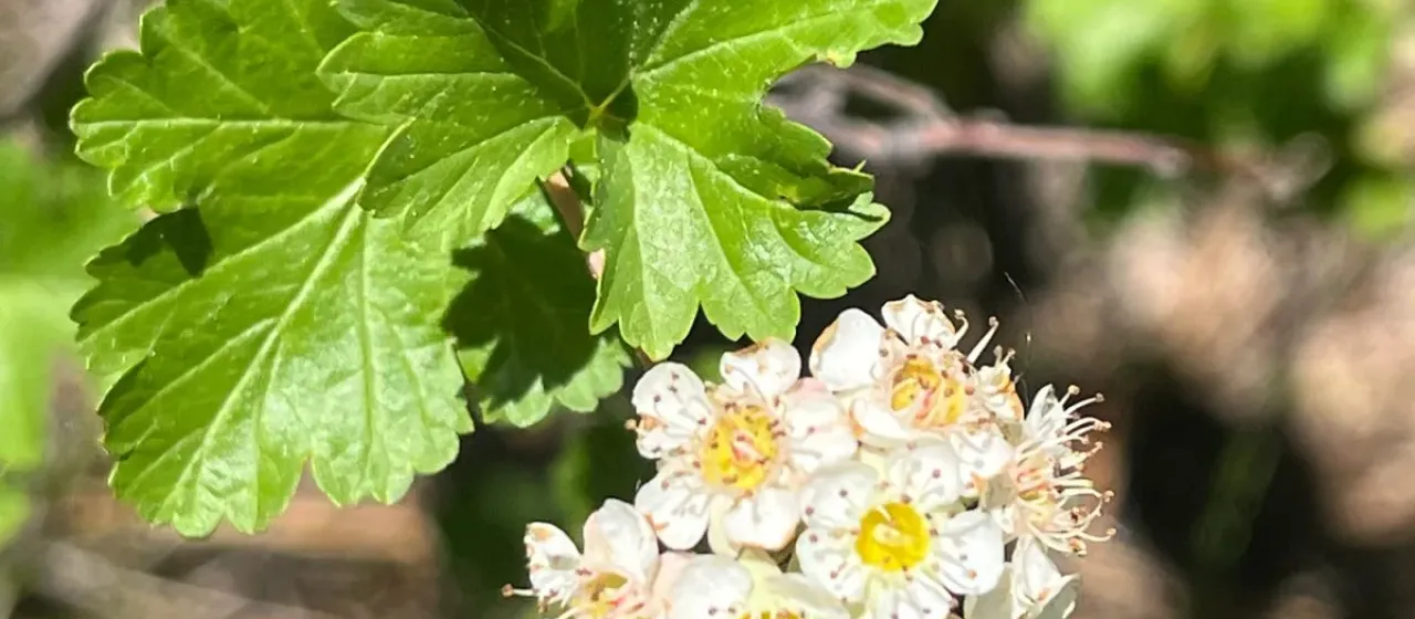 Mountain ninebark