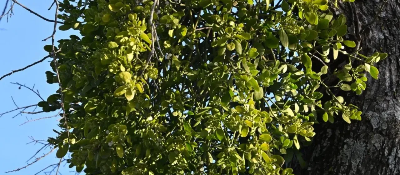 American mistletoe