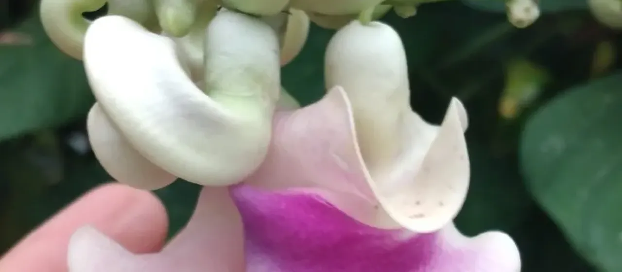 Snail vine