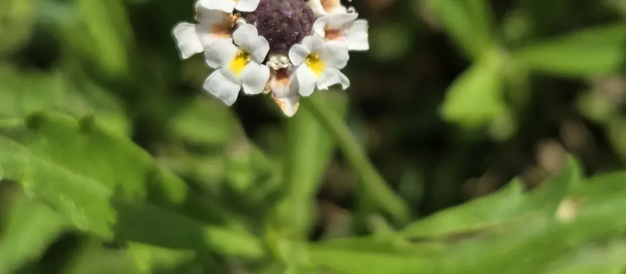 Lanceleaf frogfruit