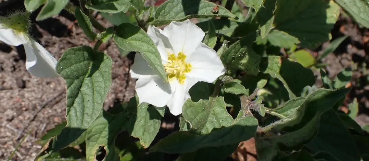 Whiteflower groundcherry
