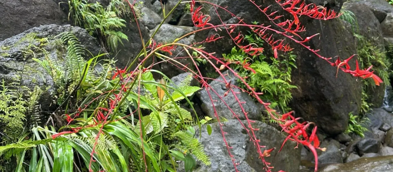 Pitcairnia angustifolia