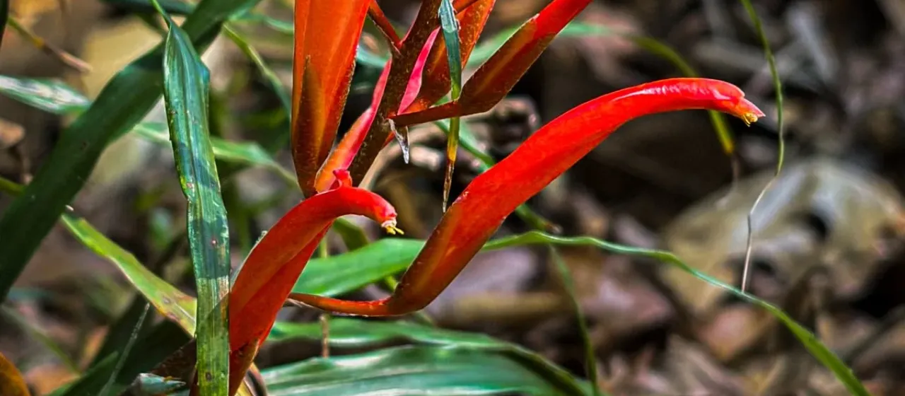 Pitcairnia punicea
