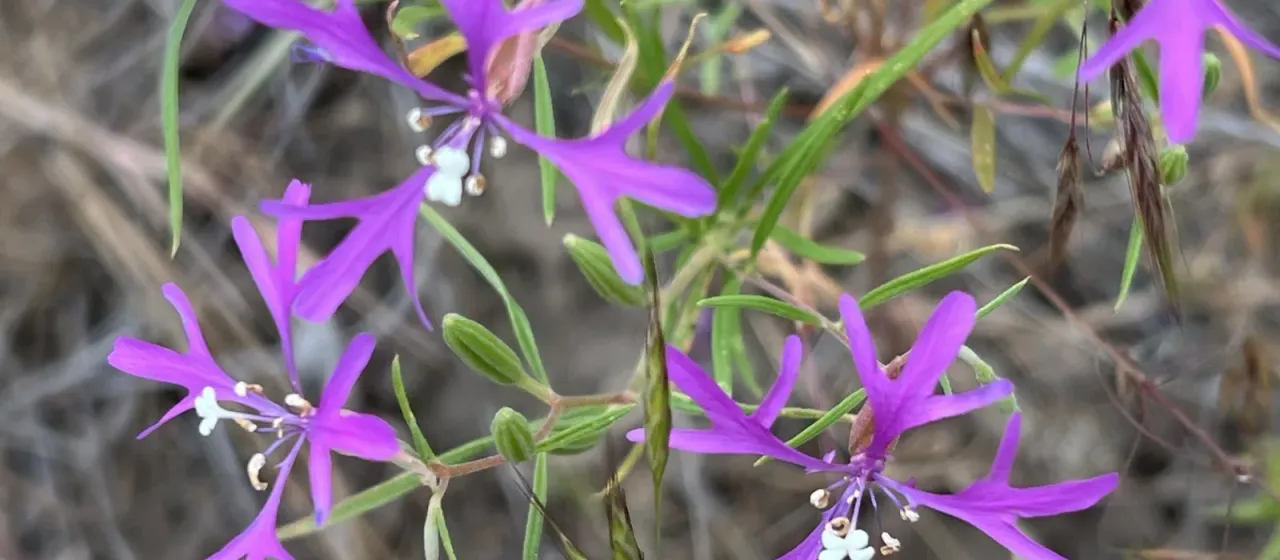 Clarkia pulchella