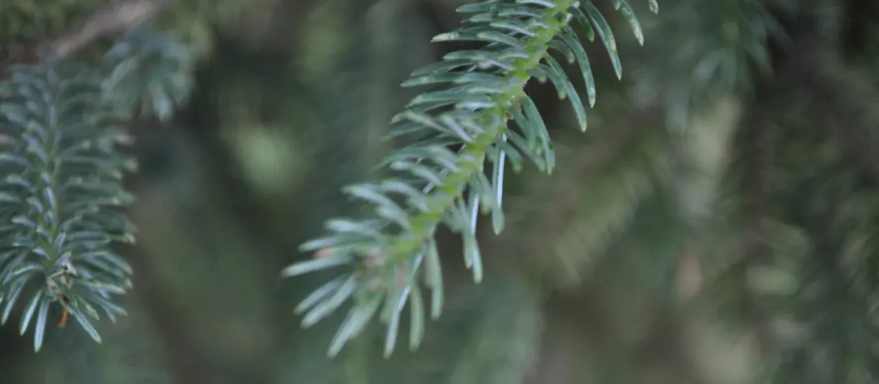 Likiang spruce