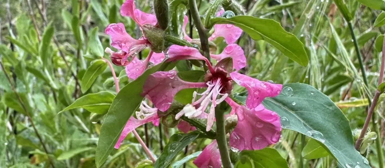 Clarkia unguiculata