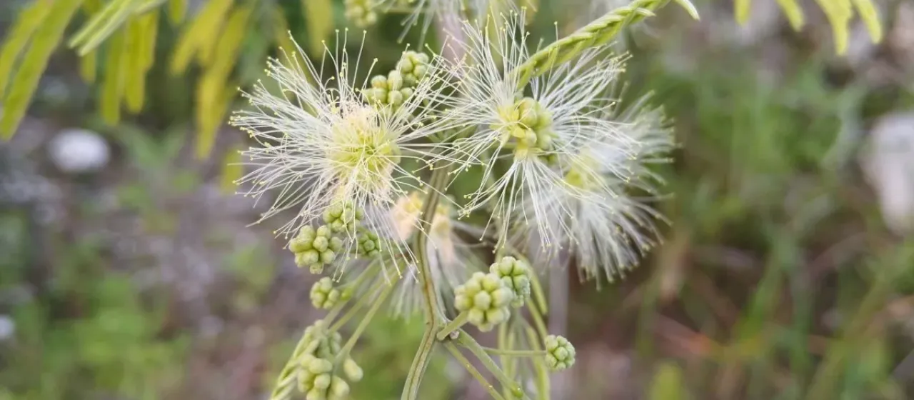 Pithecellobium albicans