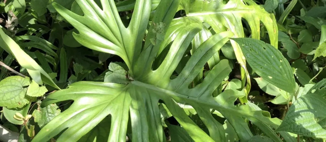 Philodendron elegans