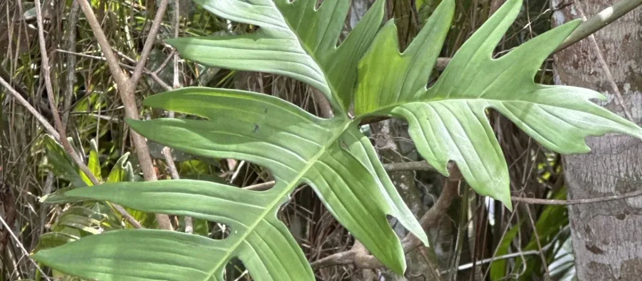 Philodendron laciniatum