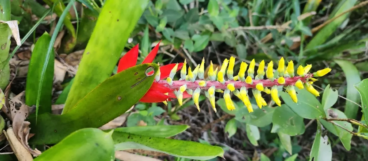 Aechmea nudicaulis