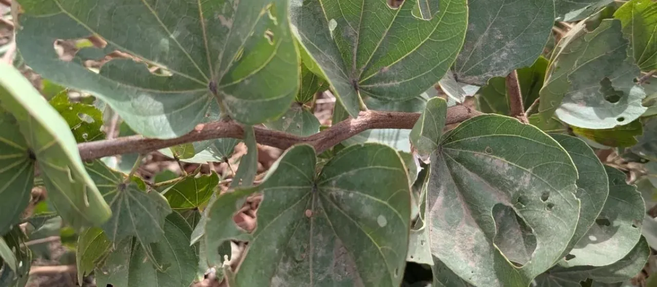Piliostigma reticulatum