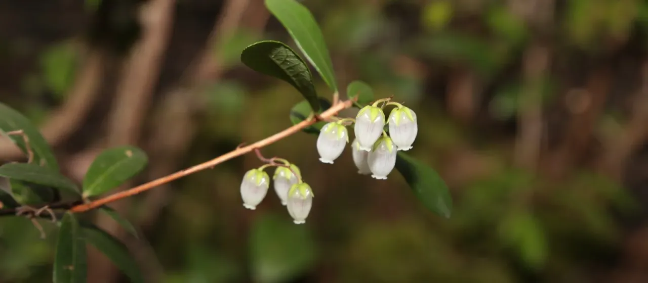 Vine-leaf pieris