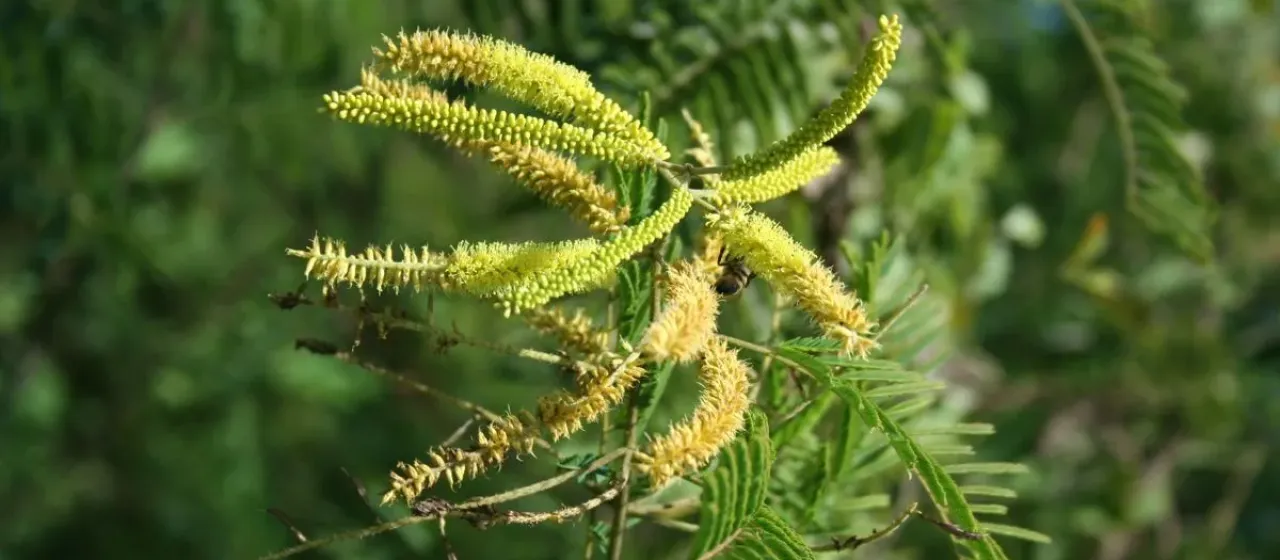 Piptadenia flava