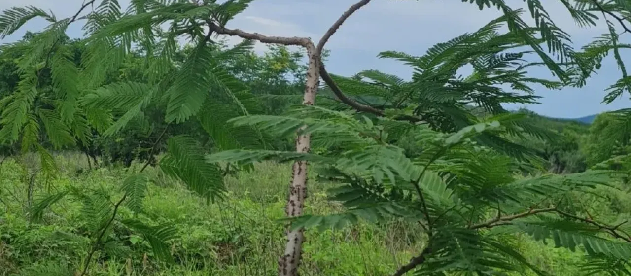 Anadenanthera macrocarpa