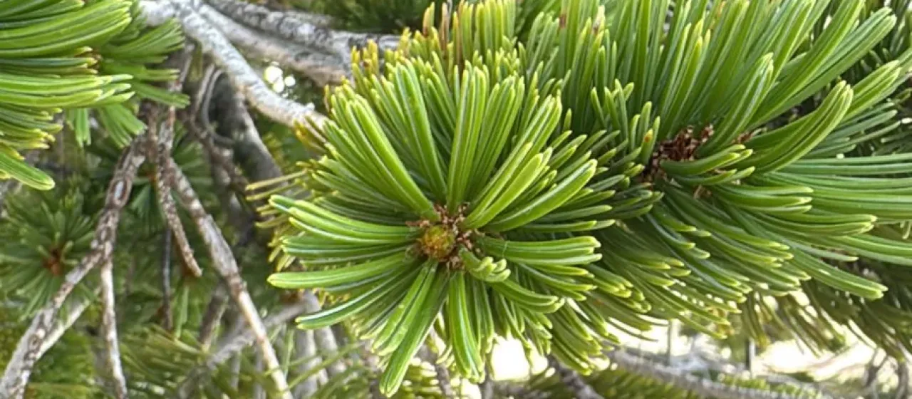 Balfour pine