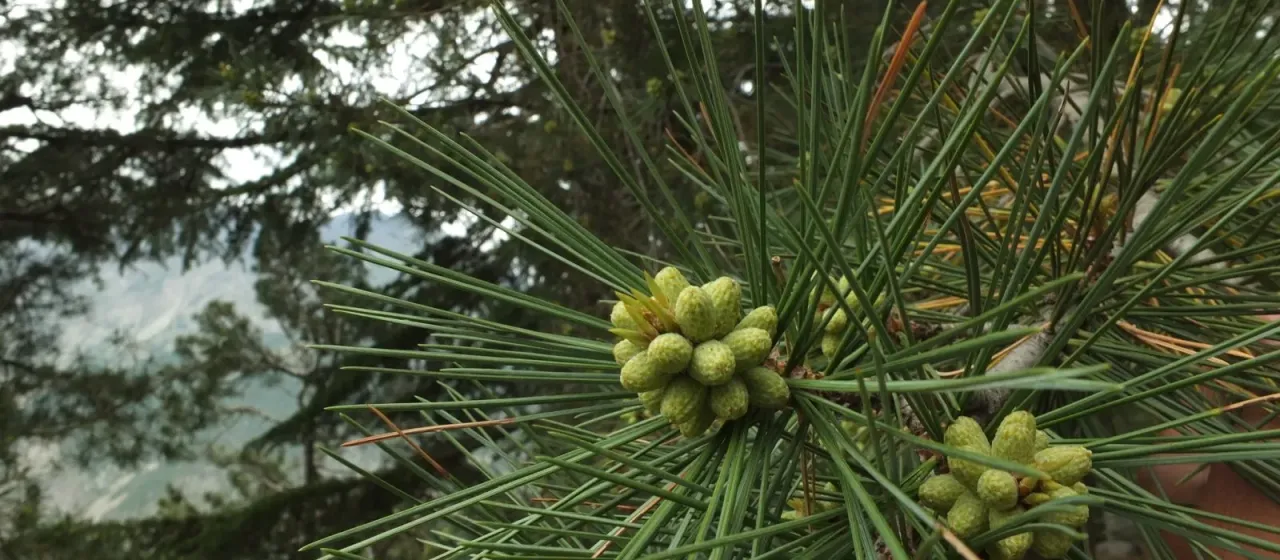 Chilgoza pine
