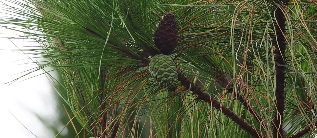 Masson pine