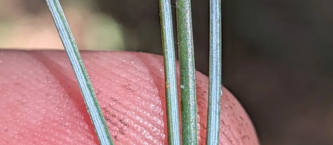 Four-needle pinyon