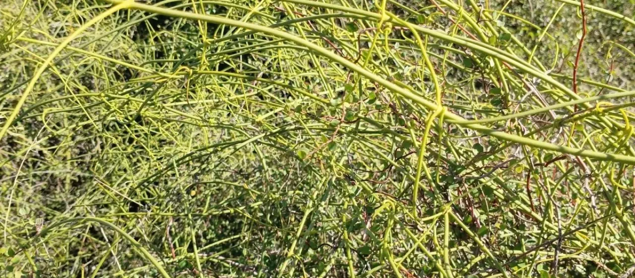 Rush-stem clematis