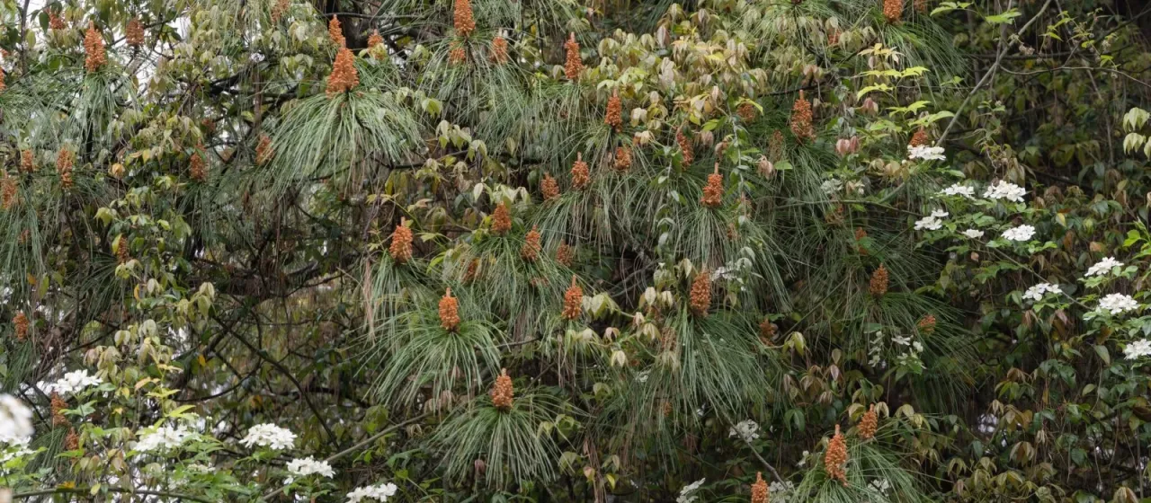 Yunnan pine