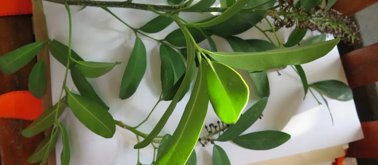 Pilocarpus jaborandi