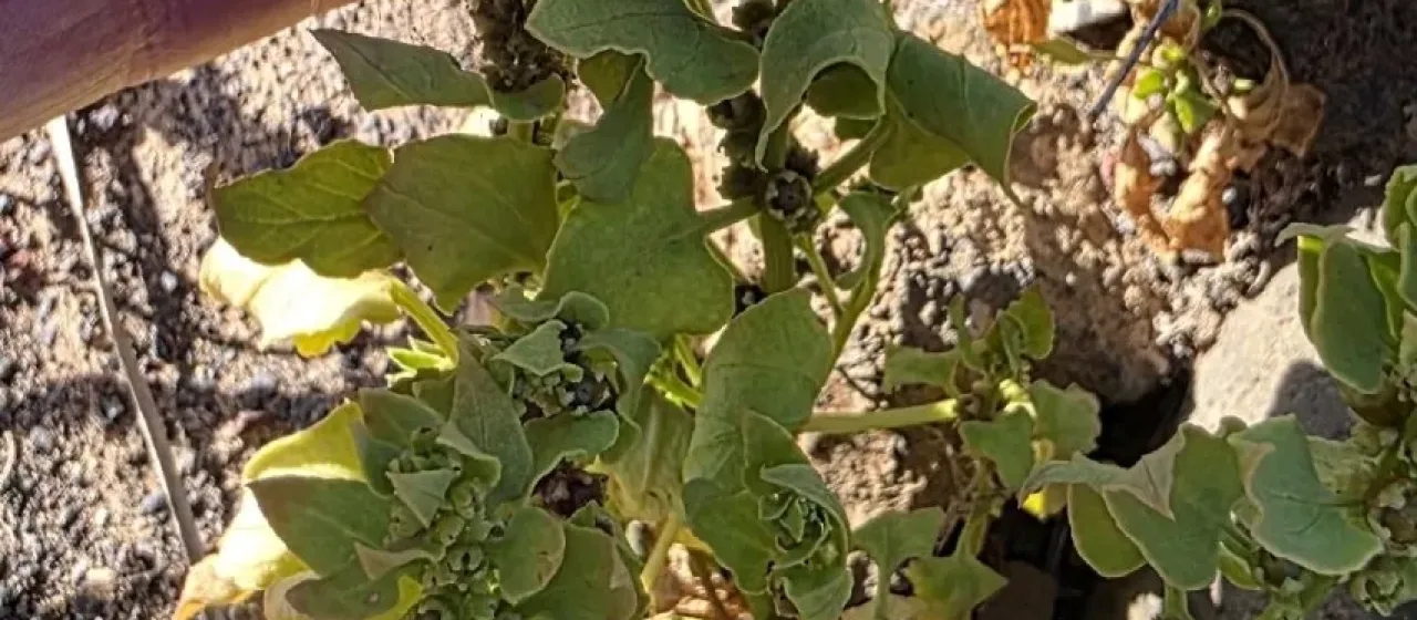 Patellifolia procumbens