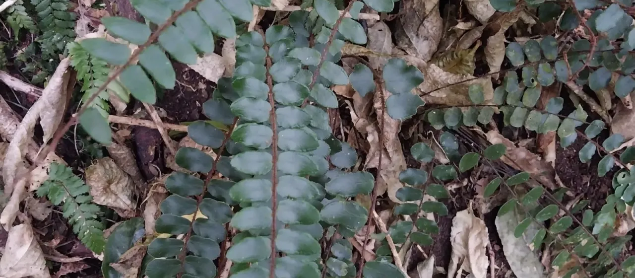 Button fern