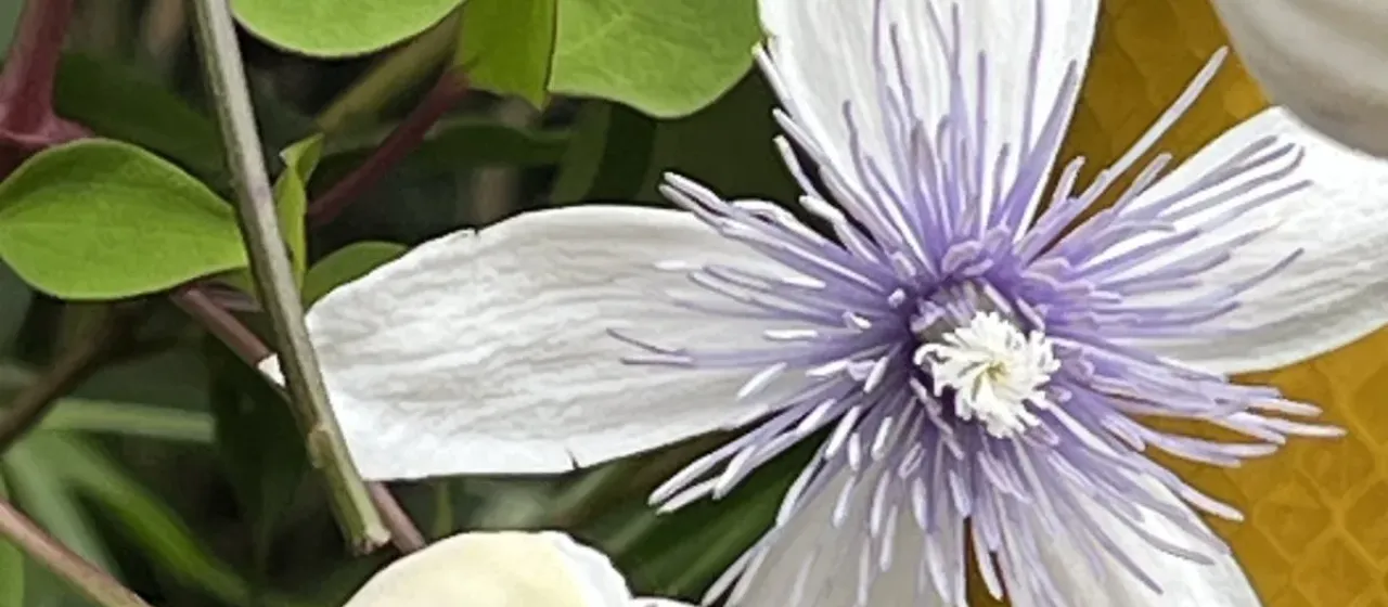 Clematis akoensis