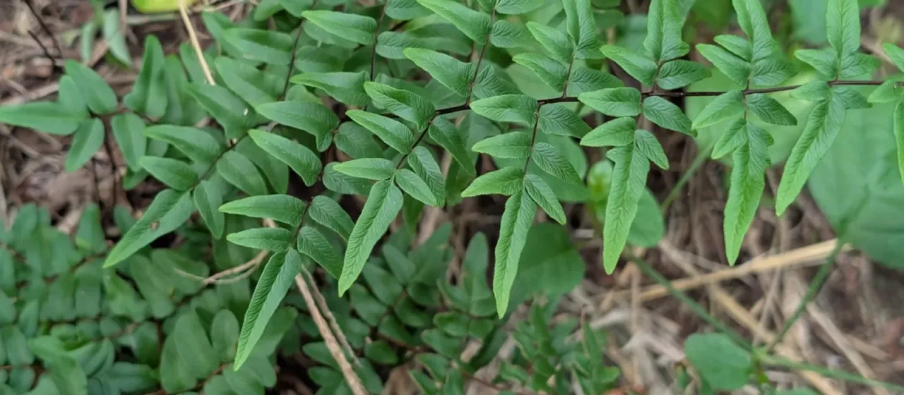 Pellaea viridis