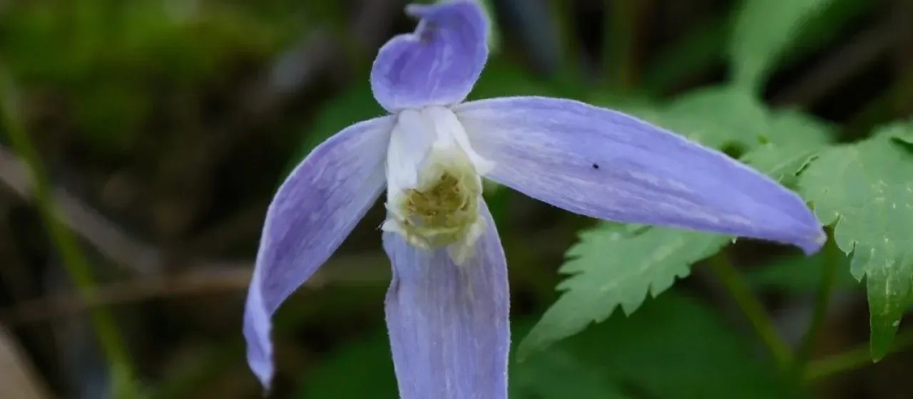 Alpine clematis