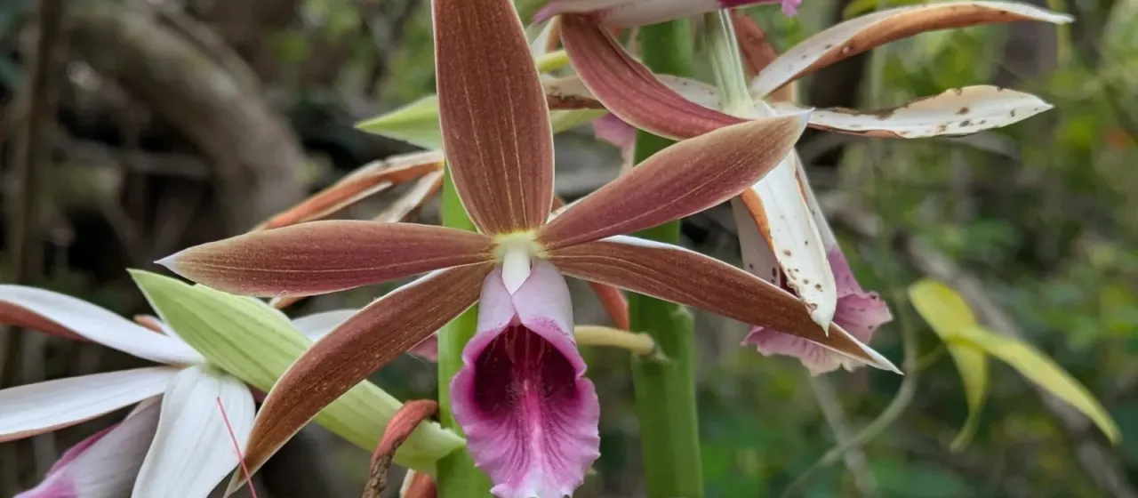Phaius tankervilleae