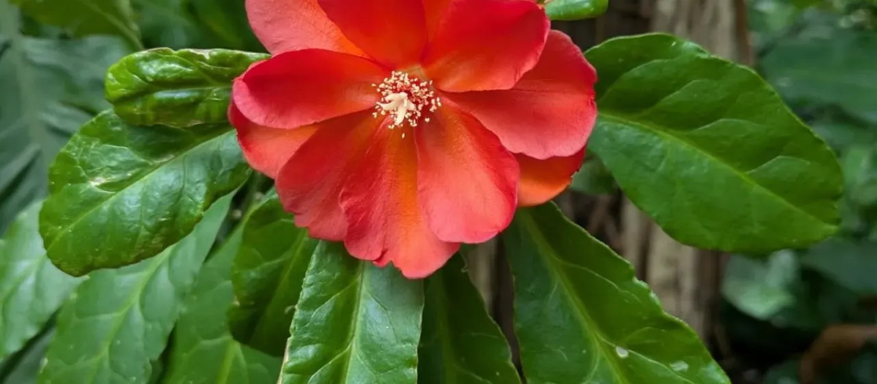 Leuenbergeria bleo