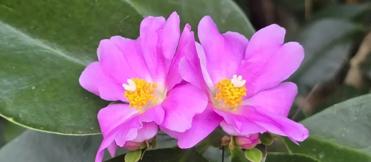 Rhodocactus grandifolius
