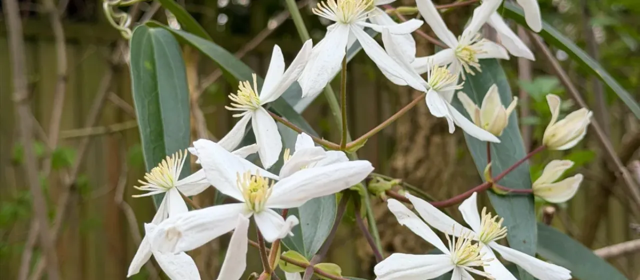Armand clematis
