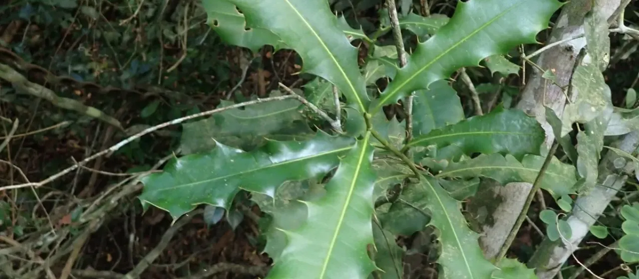 Pachystroma ilicifolium