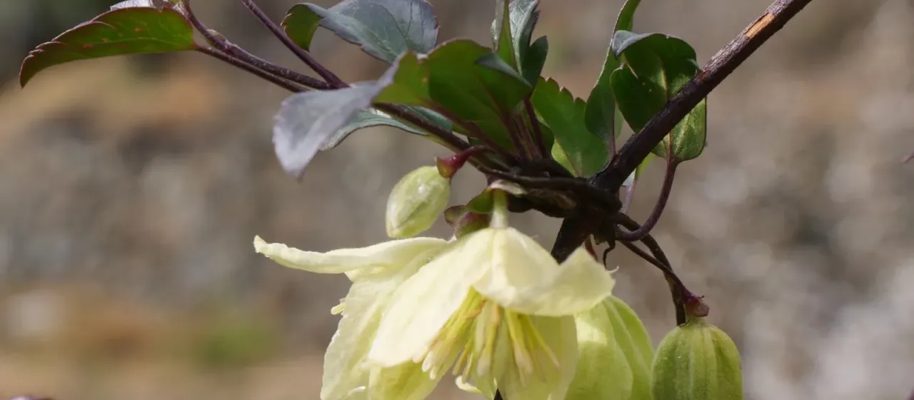 Early clematis