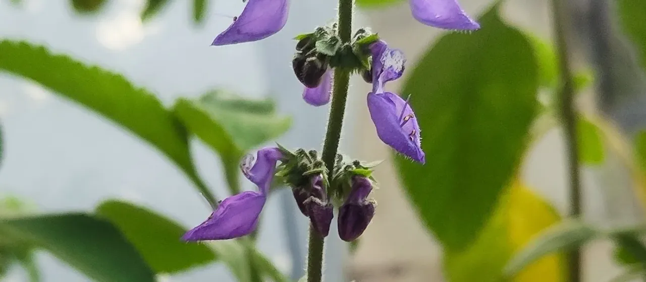 Coleus forskohlii