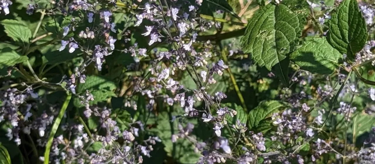 Japanese burnet (Isodon)